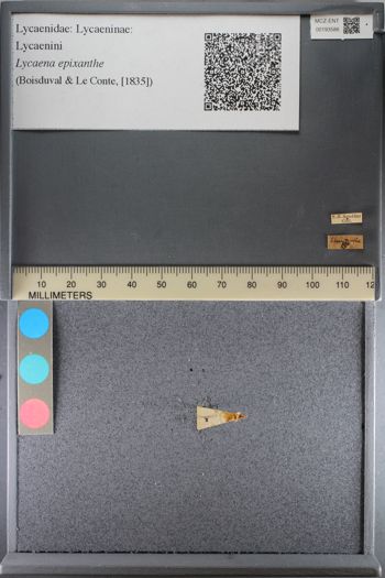 Media type: image;   Entomology 193586
